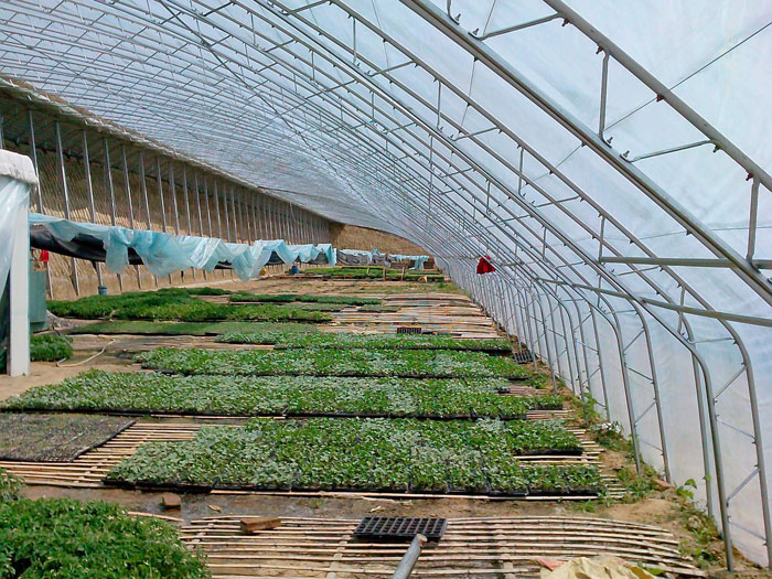 蔬菜温室大棚建设